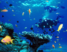 Red Sea